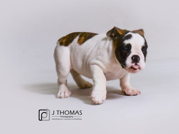 English Bulldog DOG Female Brindle and White 19173 Petland Topeka, Kansas