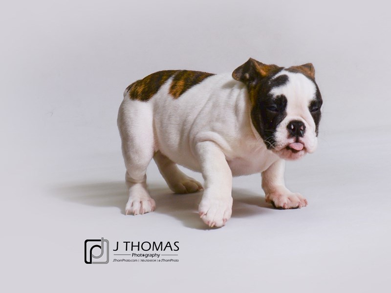 English Bulldog-DOG-Female-Brindle and White-3435008-Petland Topeka, Kansas
