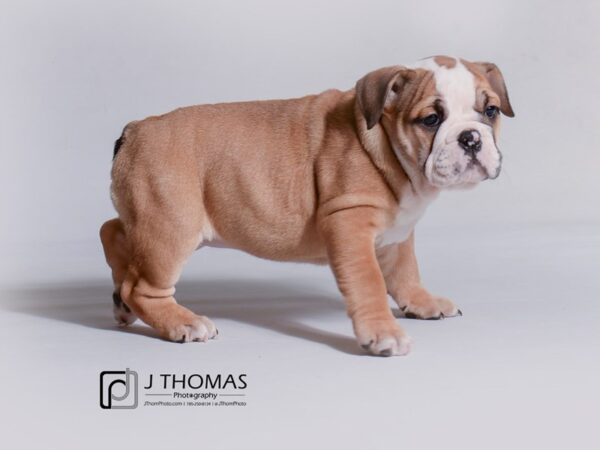 English Bulldog DOG Male Red and White 19171 Petland Topeka, Kansas