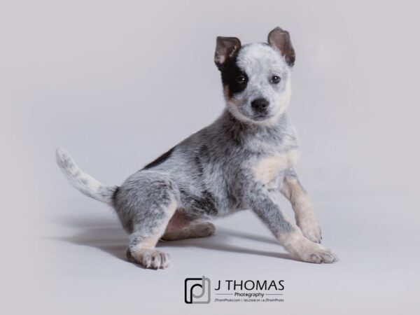 Australian Cattle Dog-DOG-Female-Blue Mottled-19169-Petland Topeka, Kansas