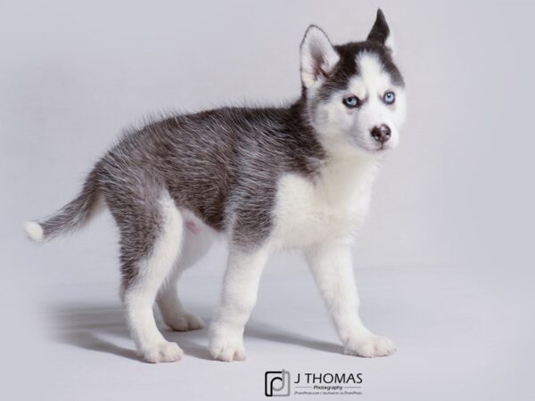 Siberian Husky DOG Male Black / White 19167 Petland Topeka, Kansas