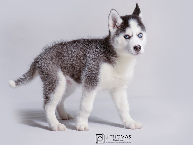 Siberian Husky-DOG-Male-Black / White-3434815-Petland Topeka, Kansas
