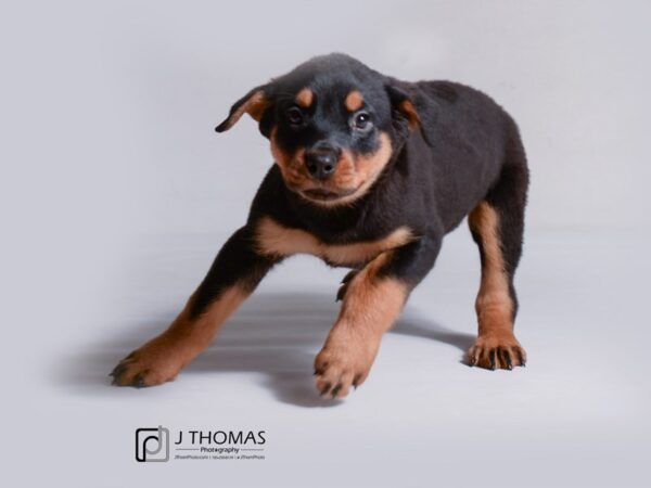 Rottweiler DOG Female Black / Rust 19166 Petland Topeka, Kansas