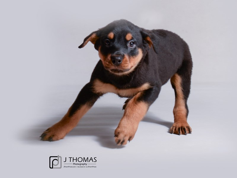 Rottweiler-DOG-Female-Black / Rust-3434707-Petland Topeka, Kansas