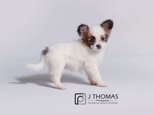 Papillon-DOG-Female-Red-19165-Petland Topeka, Kansas