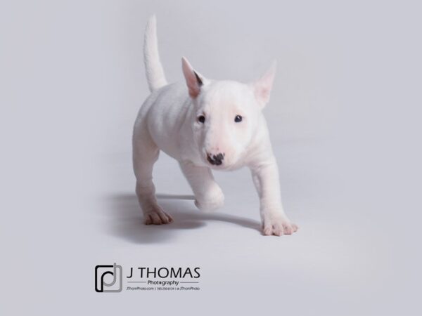 Miniature Bull Terrier DOG Female White 19163 Petland Topeka, Kansas