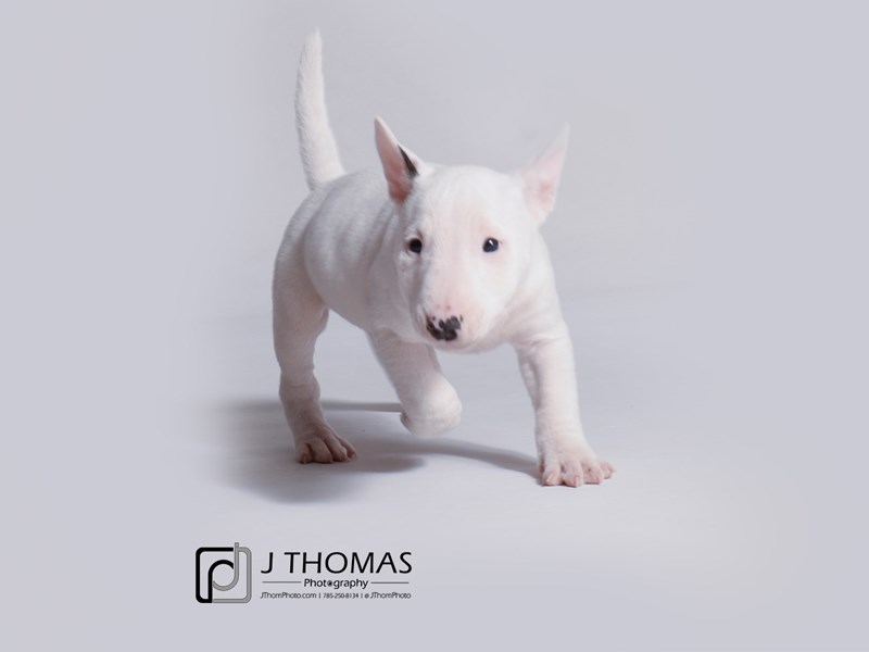 Miniature Bull Terrier-DOG-Female-White-3434817-Petland Topeka, Kansas