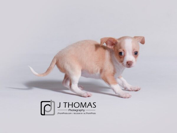 Chihuahua-DOG-Female-Fawn-19161-Petland Topeka, Kansas