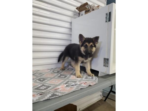 German Shepherd Dog DOG Female Black / Tan 19190 Petland Topeka, Kansas