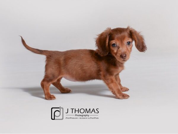 Dachshund DOG Female Chocolate 19195 Petland Topeka, Kansas