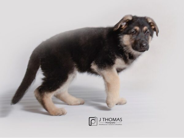 German Shepherd-DOG-Male-Black and Tan-19194-Petland Topeka, Kansas