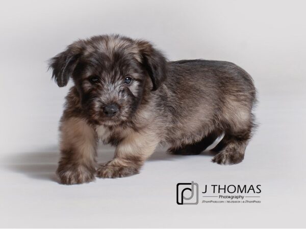 Skye Terrier DOG Male Cream 19193 Petland Topeka, Kansas