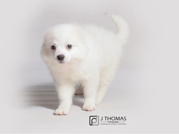 American Eskimo Dog DOG Female 19189 Petland Topeka, Kansas