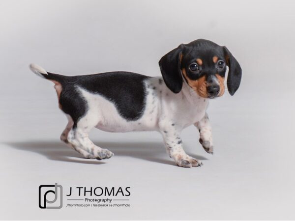 Dachshund DOG Female Black White / Tan 19188 Petland Topeka, Kansas