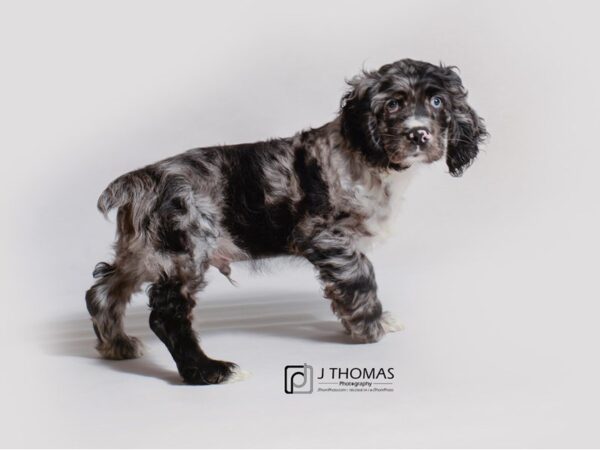 Cocker Spaniel DOG Male Black / Tan 19187 Petland Topeka, Kansas