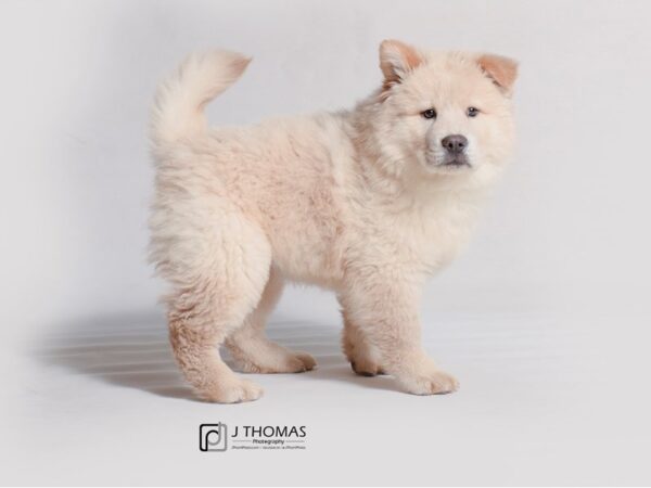 Chow Chow DOG Female Cream 19186 Petland Topeka, Kansas