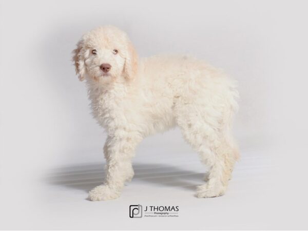 Goldendoodle-DOG-Female-Cream-19185-Petland Topeka, Kansas