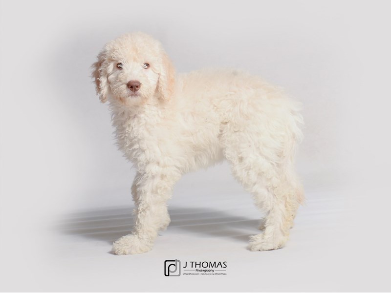 Goldendoodle-DOG-Female-Cream-3442664-Petland Topeka, Kansas