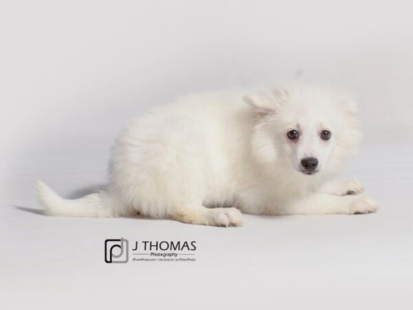 American Eskimo Dog DOG Female White 19177 Petland Topeka, Kansas