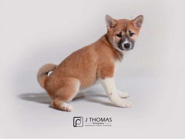 Shiba Inu DOG Female Red 19184 Petland Topeka, Kansas