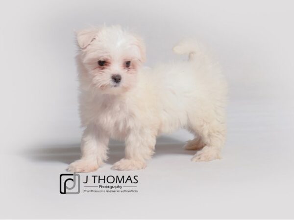 Maltese DOG Female White 19182 Petland Topeka, Kansas