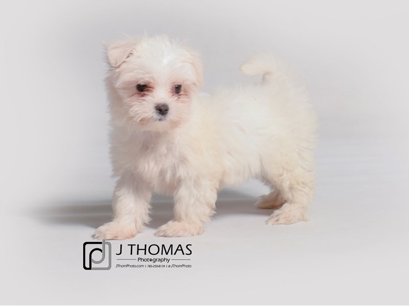 Maltese-DOG-Female-White-3442614-Petland Topeka, Kansas