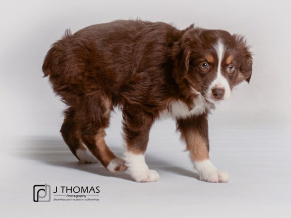 Australian Shepherd DOG Female Red Tan / White 19178 Petland Topeka, Kansas