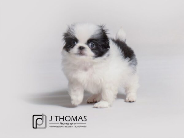 Japanese Chin DOG Male Black / White 19181 Petland Topeka, Kansas