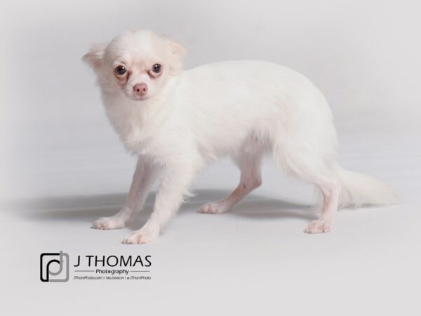 Chihuahua-DOG-Male-Cream-19175-Petland Topeka, Kansas