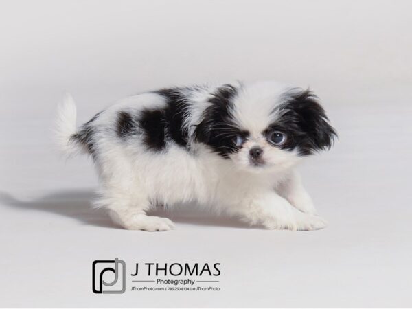 Japanese Chin DOG Female Black / White 19180 Petland Topeka, Kansas