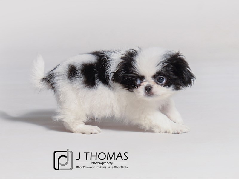 Japanese Chin-DOG-Female-Black / White-3442617-Petland Topeka, Kansas