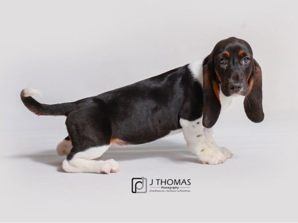 Basset Hound DOG Female Black White / Tan 19179 Petland Topeka, Kansas