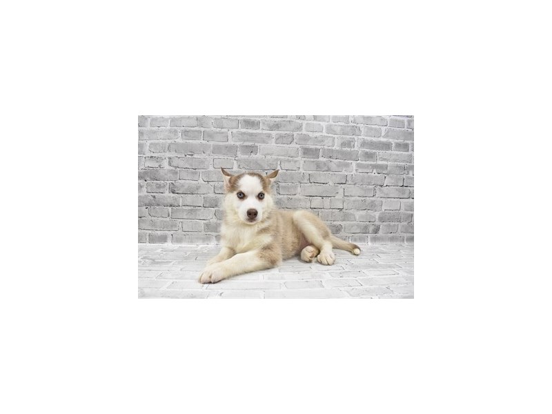 Siberian Husky-DOG-Female-Copper and White-3452584-Petland Topeka, Kansas