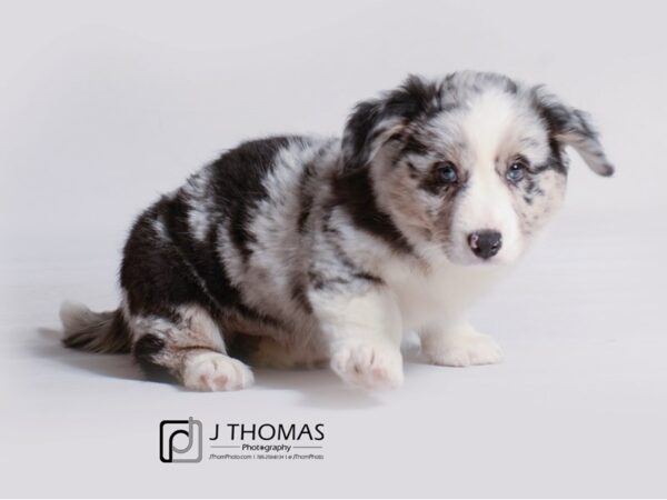 Cardigan Welsh Corgi DOG Male Blue Merle and White 19206 Petland Topeka, Kansas