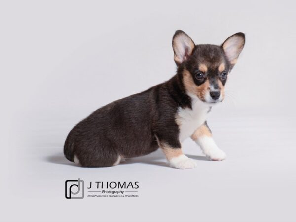 Pembroke Welsh Corgi DOG Female Black and Tan 19204 Petland Topeka, Kansas