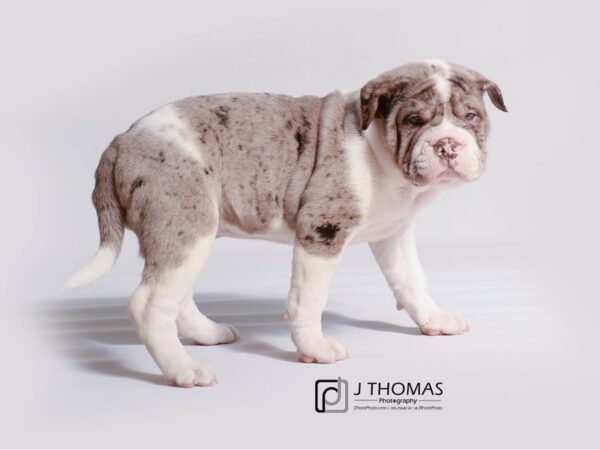 Chinese Shar-Pei/Bulldog DOG Female Chocolate 19202 Petland Topeka, Kansas