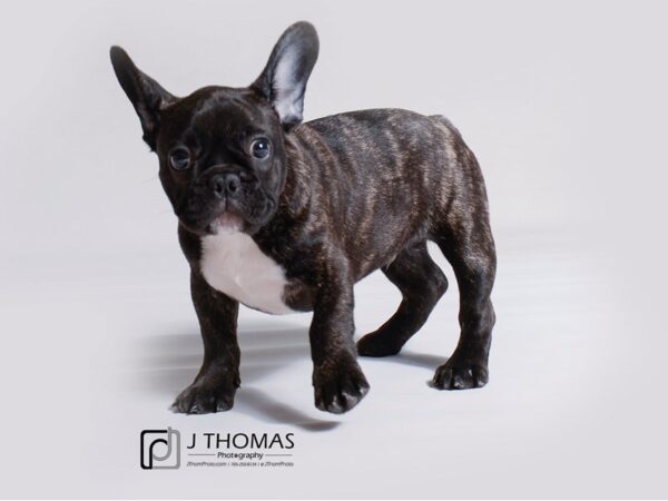 French Bulldog-DOG-Male-Black Brindle-19200-Petland Topeka, Kansas