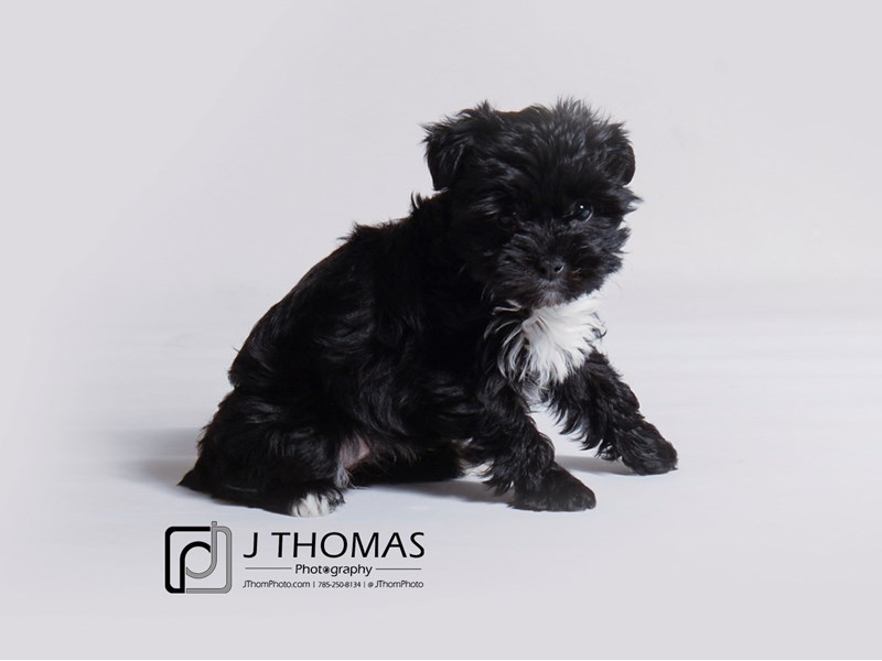 Yorkiepoo-DOG-Female-Black-3452354-Petland Topeka, Kansas