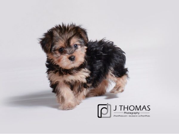 Yorkshire Terrier DOG Female Black / Tan 19198 Petland Topeka, Kansas