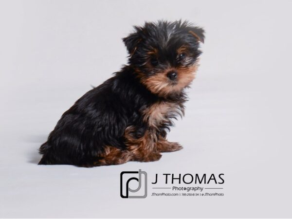 Yorkshire Terrier DOG Female Black / Tan 19197 Petland Topeka, Kansas