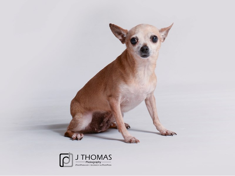 Chihuahua-DOG-Female-Fawn-3453274-Petland Topeka, Kansas