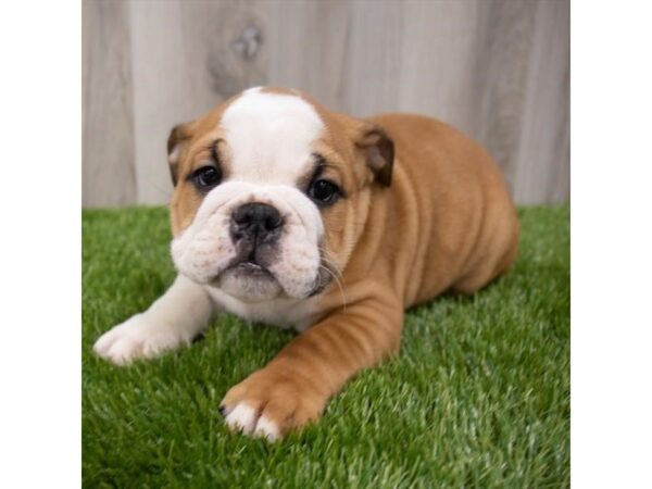 English Bulldog-DOG-Male-Red-19213-Petland Topeka, Kansas