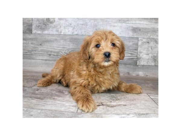 Goldendoodle Mini DOG Female Red 19217 Petland Topeka, Kansas