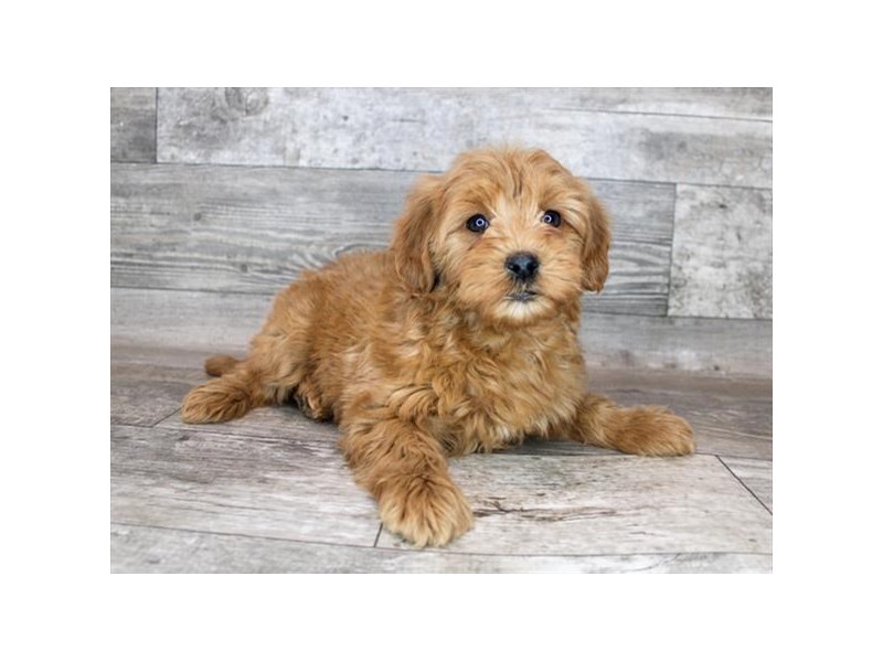 Goldendoodle Mini-DOG-Female-Red-3463333-Petland Topeka, Kansas