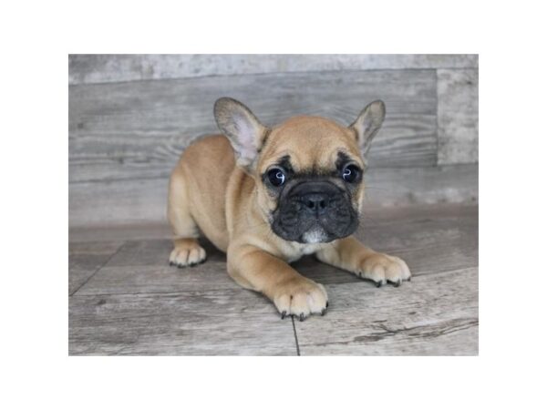 French Bulldog DOG Female Fawn w/ Black Mask 19219 Petland Topeka, Kansas