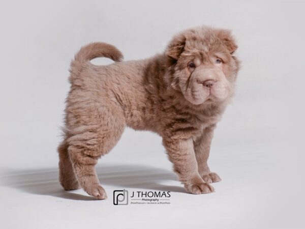 Shar Pei DOG Female Lilac 19229 Petland Topeka, Kansas