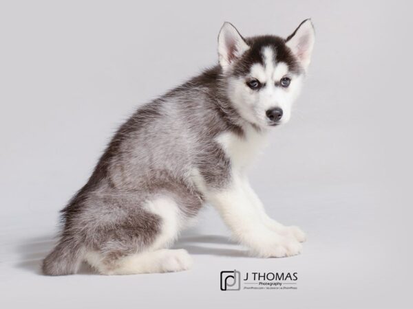 Siberian Husky DOG Female Black Grey and White 19226 Petland Topeka, Kansas