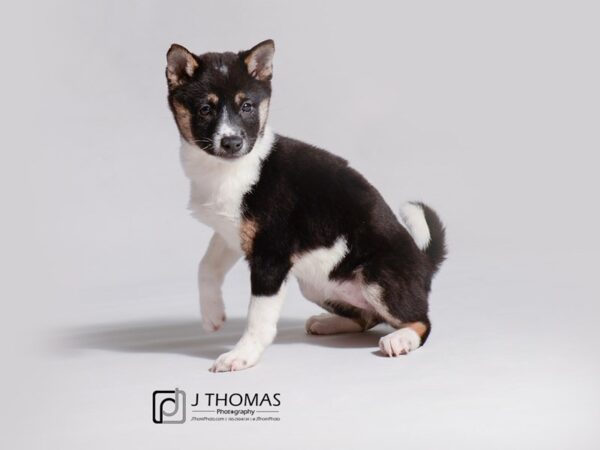 Shiba Inu DOG Female Black and Tan 19225 Petland Topeka, Kansas