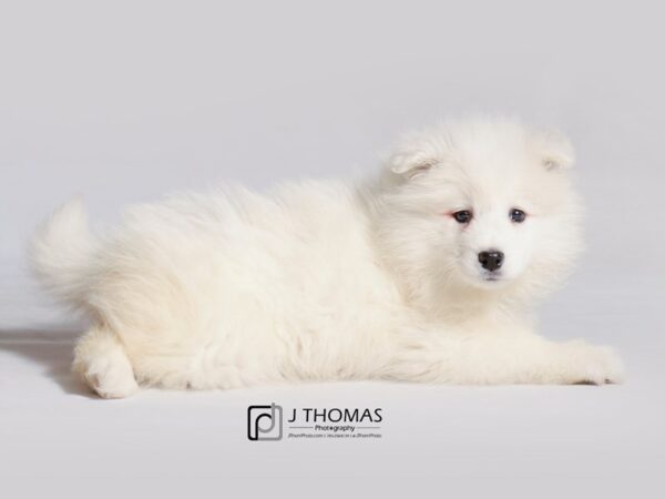 Samoyed DOG Female 19224 Petland Topeka, Kansas