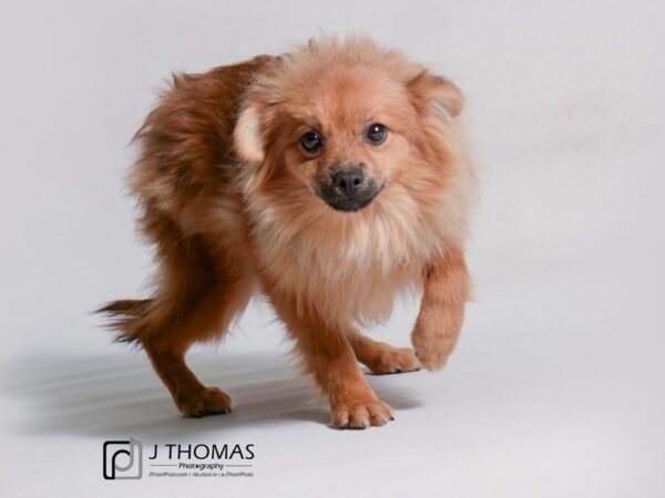 Pomeranian DOG Male Orange Sable 19221 Petland Topeka, Kansas